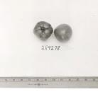 Click for 5 image(s) for this accession. FRUIT